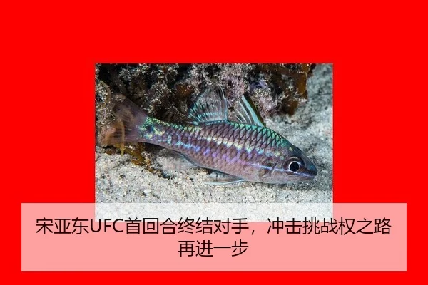 宋亚东UFC首回合终结对手，冲击挑战权之路再进一步
